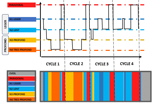 les cycles du sommeil en détail